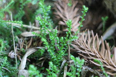Selaginella nipponica