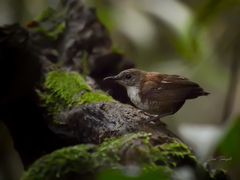 Microcerculus marginatus