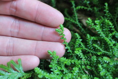 Selaginella nipponica