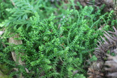 Selaginella nipponica