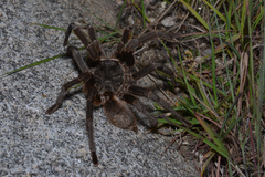 Grammostola