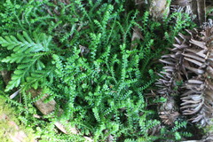 Selaginella nipponica