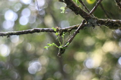 Taeniophyllum compacta