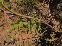 Rutheopsis herbanica image