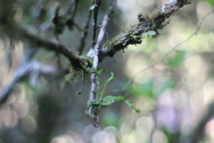 Taeniophyllum compacta