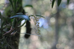 Pholidota cantonensis