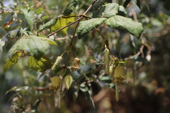 Clematis acuminata longicaudata