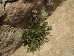 Phacelia