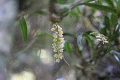 Pholidota cantonensis