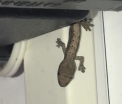 Lepidodactylus lugubris