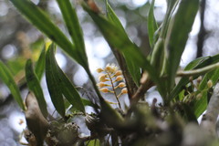 Pholidota cantonensis