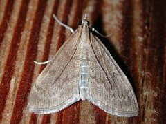 Saucrobotys futilalis