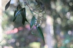 Pholidota cantonensis