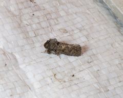 Acrolophus arcanella