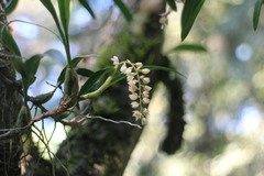 Pholidota cantonensis