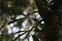 Pholidota cantonensis