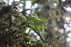 Pholidota cantonensis