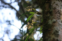 Pholidota cantonensis