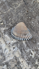 Noetia ponderosa