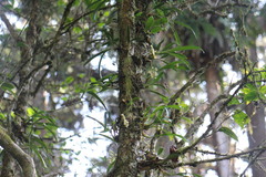 Pholidota cantonensis