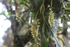 Pholidota cantonensis