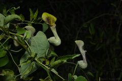 Aristolochia argentina