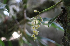 Pholidota cantonensis