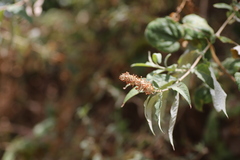 Buddleja polystachya
