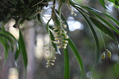 Pholidota cantonensis