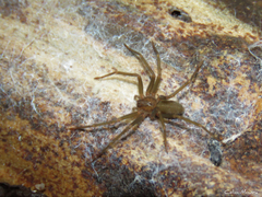 Loxosceles amazonica