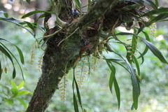 Pholidota cantonensis