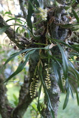 Pholidota cantonensis