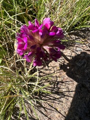 Trifolium burchellianum