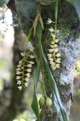 Pholidota cantonensis