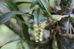 Pholidota cantonensis