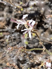 Pelargonium alternans