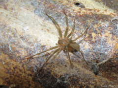 Loxosceles amazonica