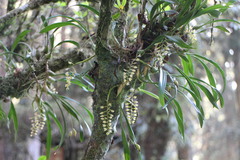 Pholidota cantonensis