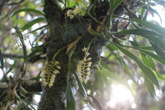 Pholidota cantonensis