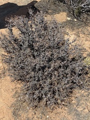 Pelargonium alternans