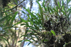 Pholidota cantonensis