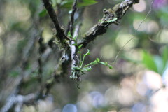 Taeniophyllum compacta