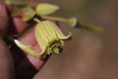 Clematis acuminata longicaudata