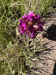 Trifolium burchellianum