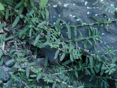 Polygonum plebeium