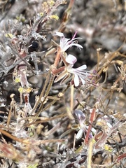 Pelargonium alternans