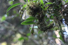 Bulbophyllum griffithii