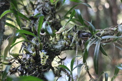 Pholidota cantonensis