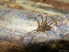 Loxosceles amazonica