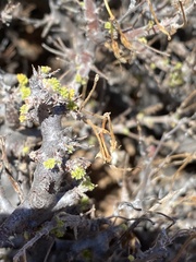 Pelargonium alternans